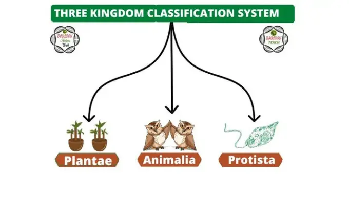 three kingdom system