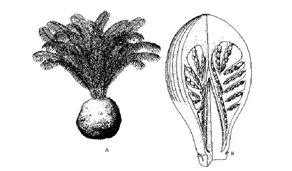 Origin of angiosperms