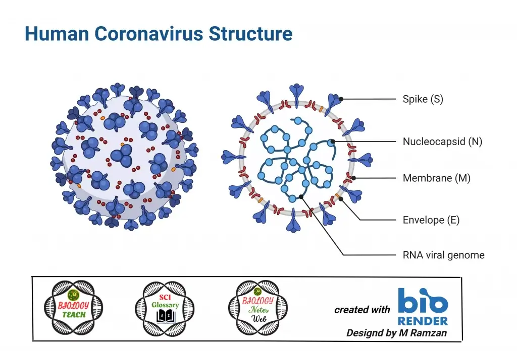 Human Coronavirus Structure