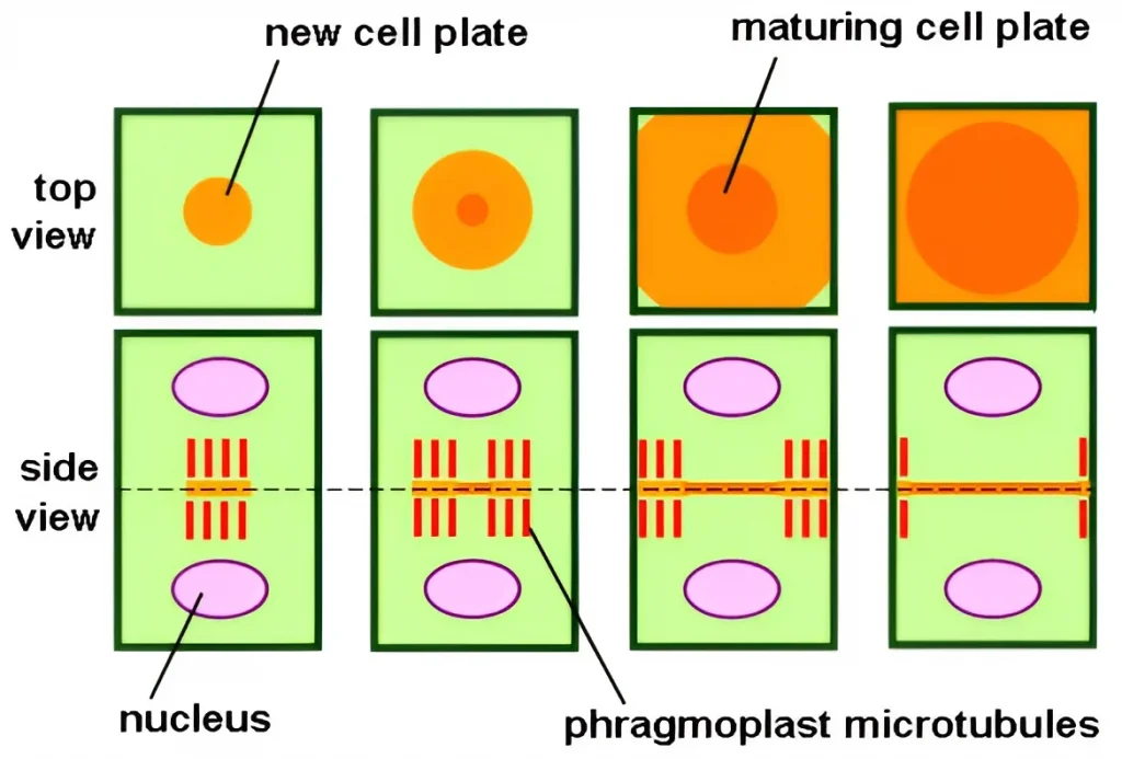 Cell Plate Formation
