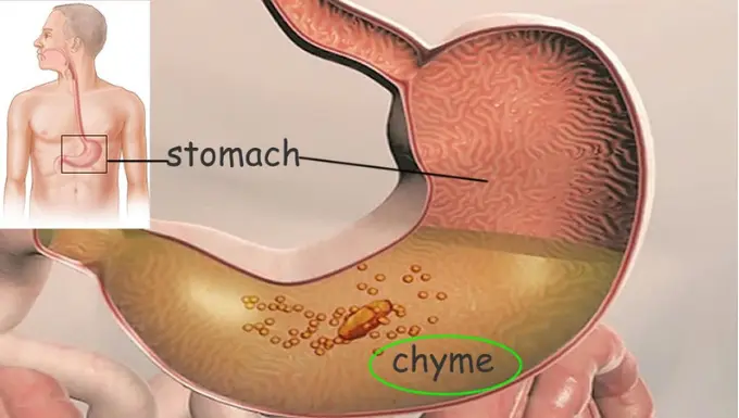 Chyme - Composition, Production, Role and Digestive Problems