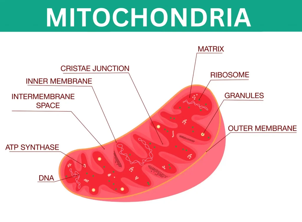 Mitochondria - Definition Function & Structure