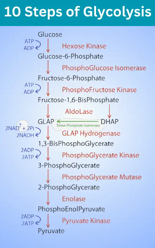 10 Steps of Glycolysis