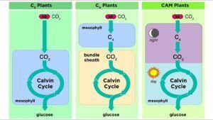 Crassulacean acids metabolism (CAM)