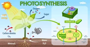 Photosynthesis Mechanism