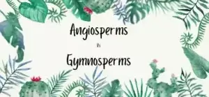 difference between angiosperms and gymnosperms