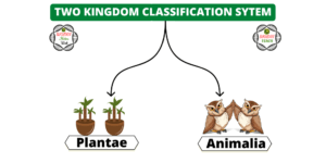 Two Kingdom classification System
