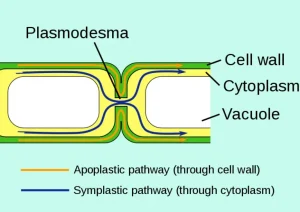 Difference-Between-Symplast-and-Vacuolar-Pathway