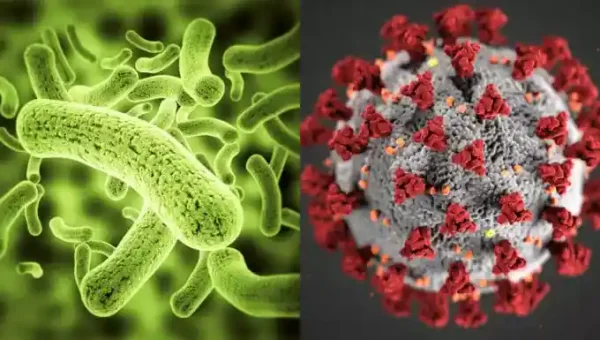 What is the difference between Viruses and Bacteria