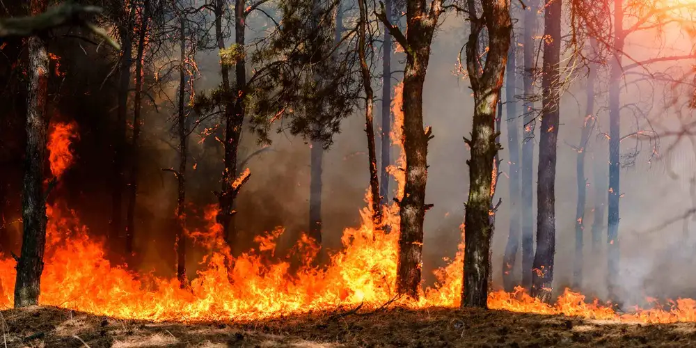 Fire as an Ecological Factor