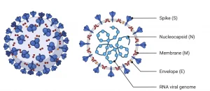 Human Coronavirus Structure