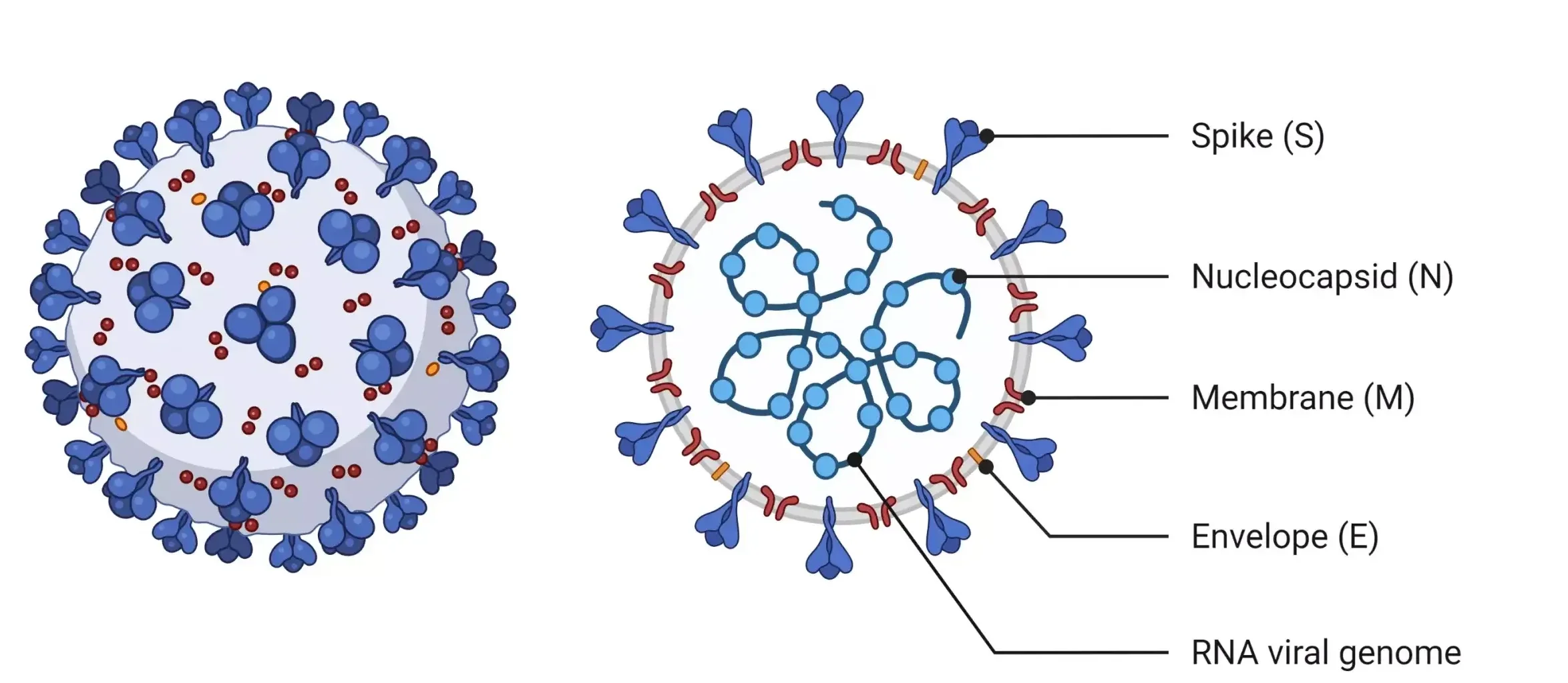 5-reasons-viruses-are-considered-living-or-non-living