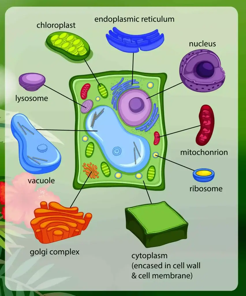 golgi apparatus in a plant cell