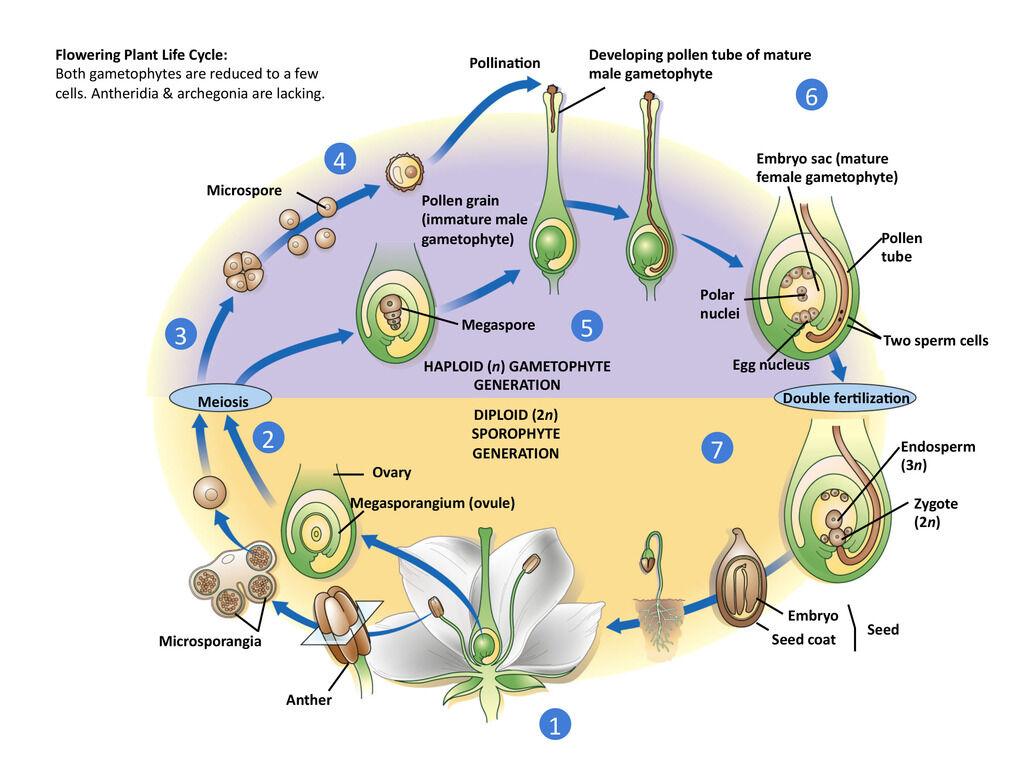 the-angiosperm-life-cycle-life-cycle-of-a-typical-angiosperm