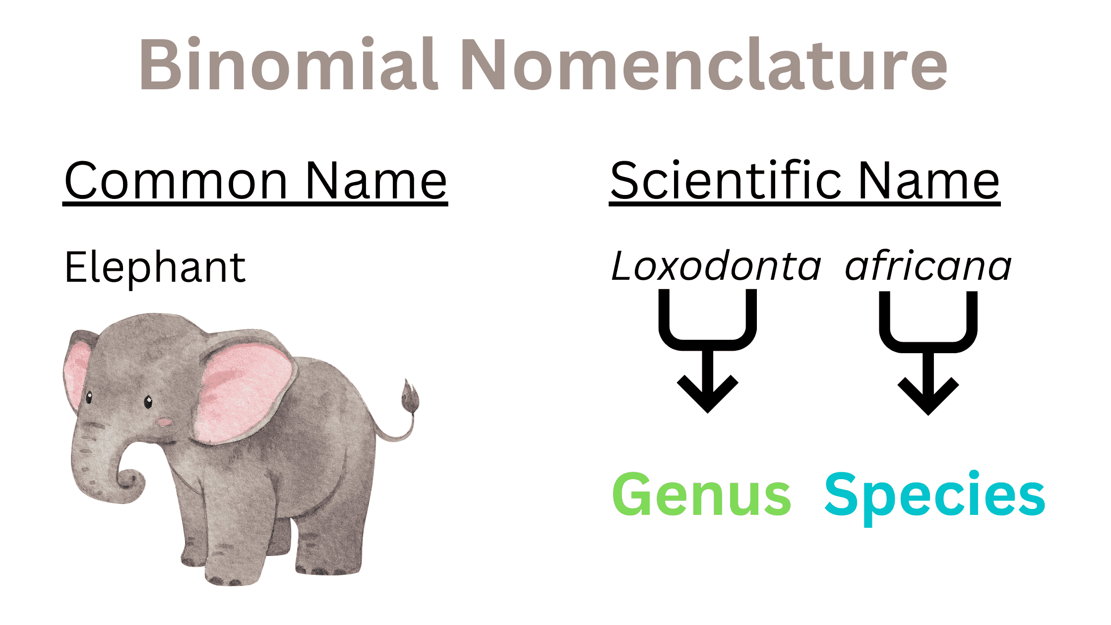 binomial-nomenclature-rules-significance-examples-biology-teach