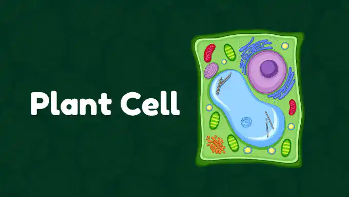 Plant Cell – Definition, Structure , Diagram & Function
