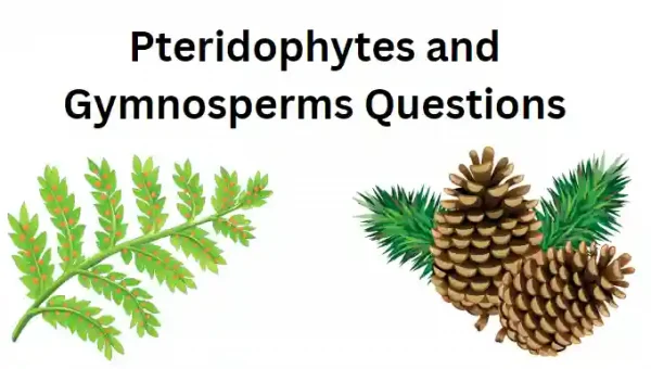 Pteridophytes and Gymnosperms Questions