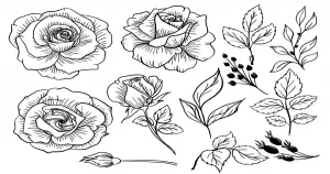 Rosaceae-Rose family