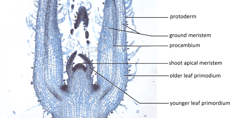 shoot-apical-meristem-biology-teach