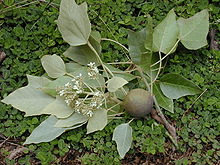 Euphorbiaceae-Spurge family