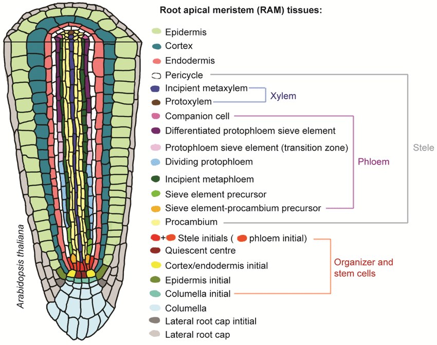 root-apical-meristem-and-shoot-apical-meristem