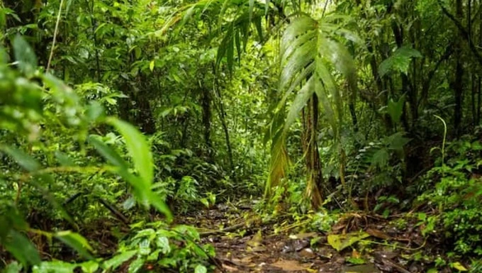 Biotic Factors Of The Tropical Rainforest Biology Teach 6648