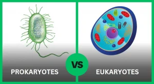 Prokaryotes vs Eukaryotes