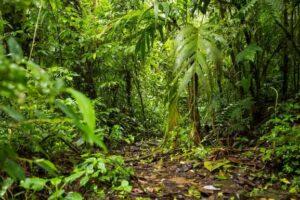 Biotic Factors of the Tropical Rainforest