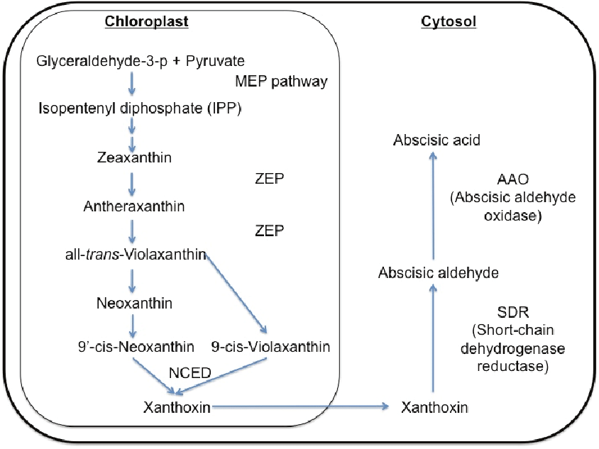 Abscisic acid-biosynthesis,biological signiﬁcance