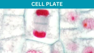 Cell Plate - Structure, Formation and Function