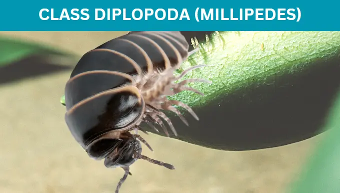 Class Diplopoda (Millipedes)