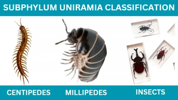 subphylum uniramia