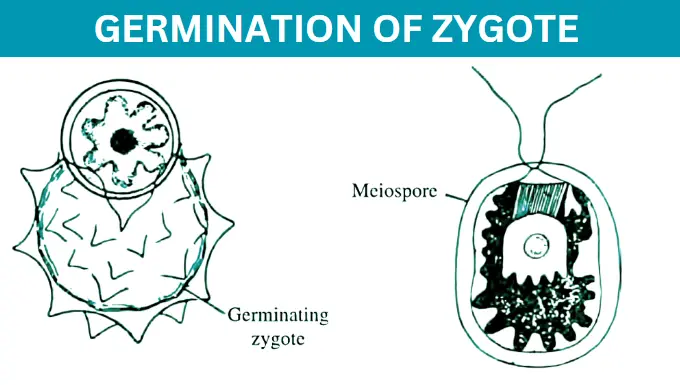 germination of zygote