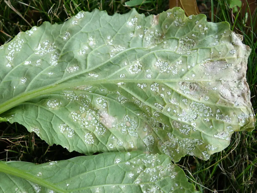 Plant diseases - Symptoms and signs