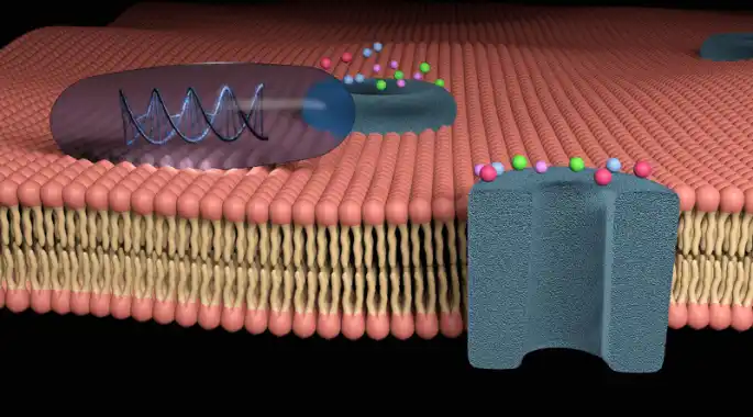 Cell Membrane - Definition, Function and Structure