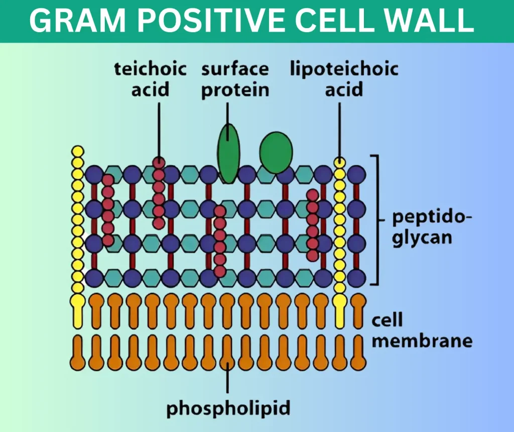 Gram-positive Cell Wall