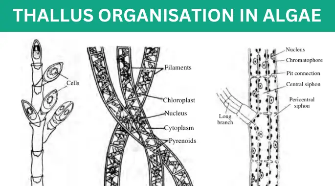 Thallus Organisation in Algae with diagrams » BIOLOGY TEACH