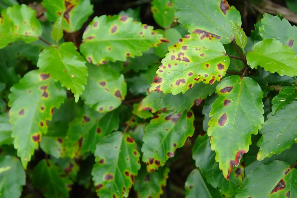 bacterial leaf spot