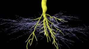 Arbuscular Mycorrhiza – Structure, Development & Functions