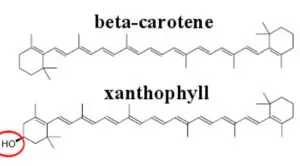Carotenoids structure function and biosynthesis