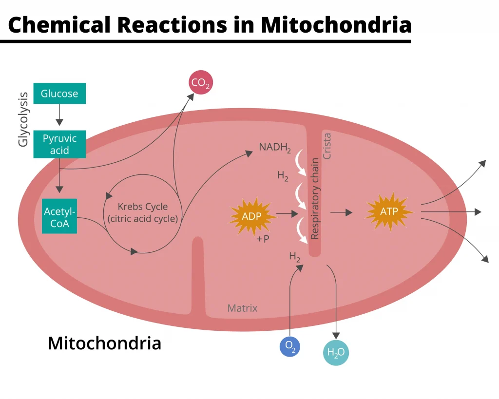 Mitochondria - Definition, Function & Structure
