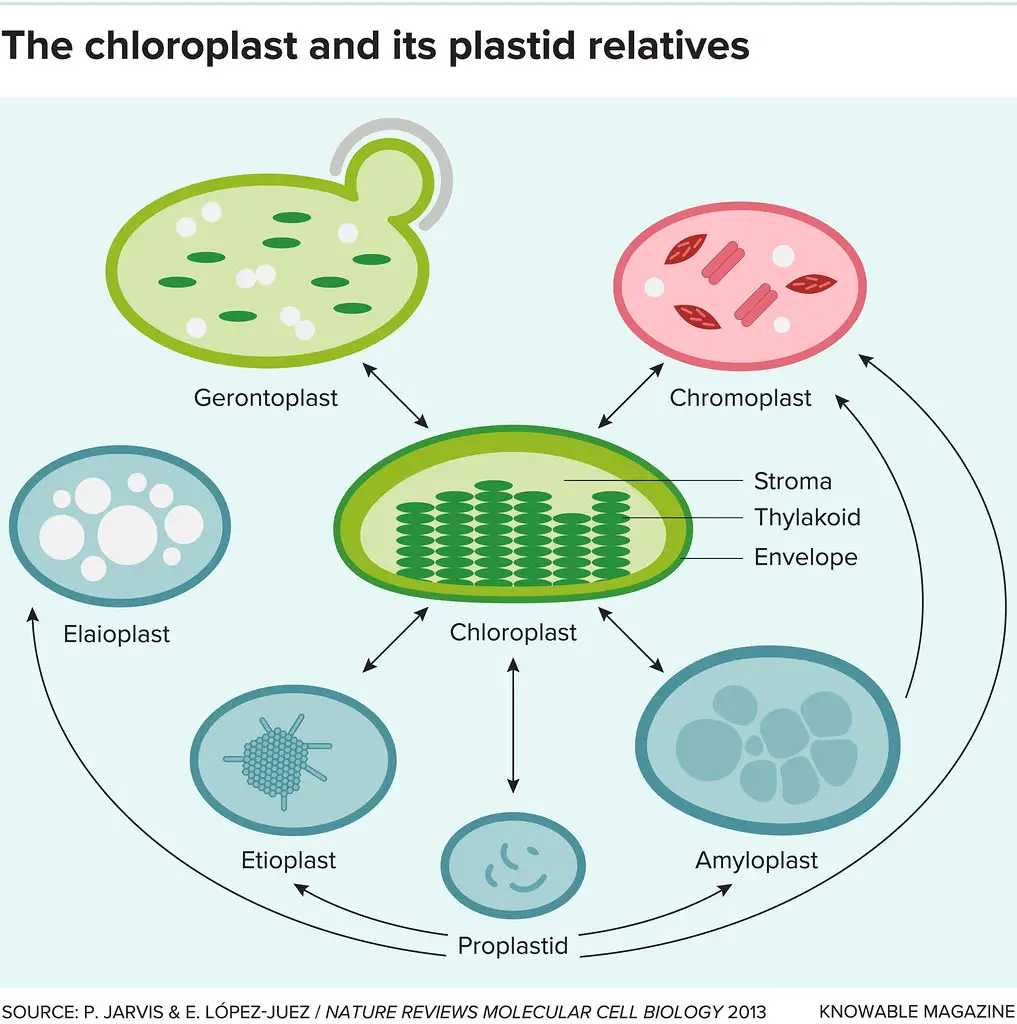 What Are The Different Types Of Plastids In A Plant Cell - Printable ...