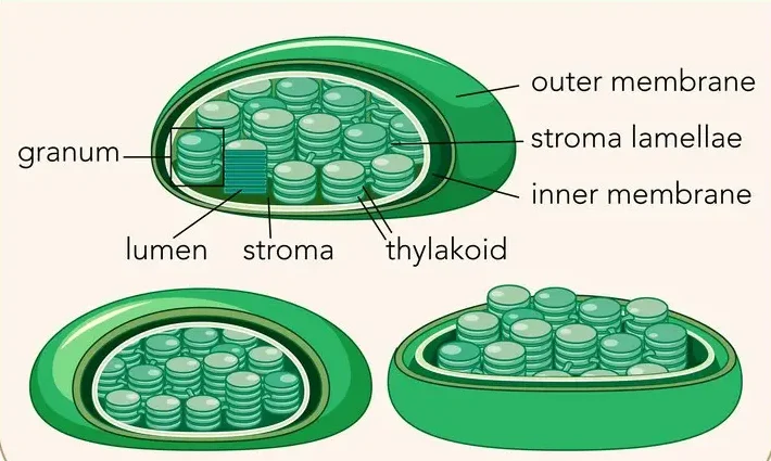 thylakoid structure and function