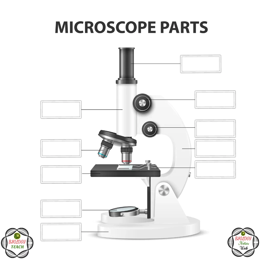 Parts of the Microscope Worksheet