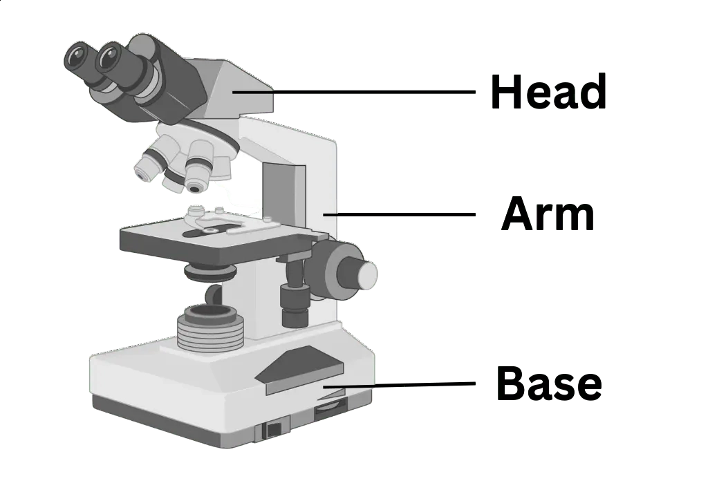 What Are Parts Of Microscope And Their Function BIOLOGY TEACH