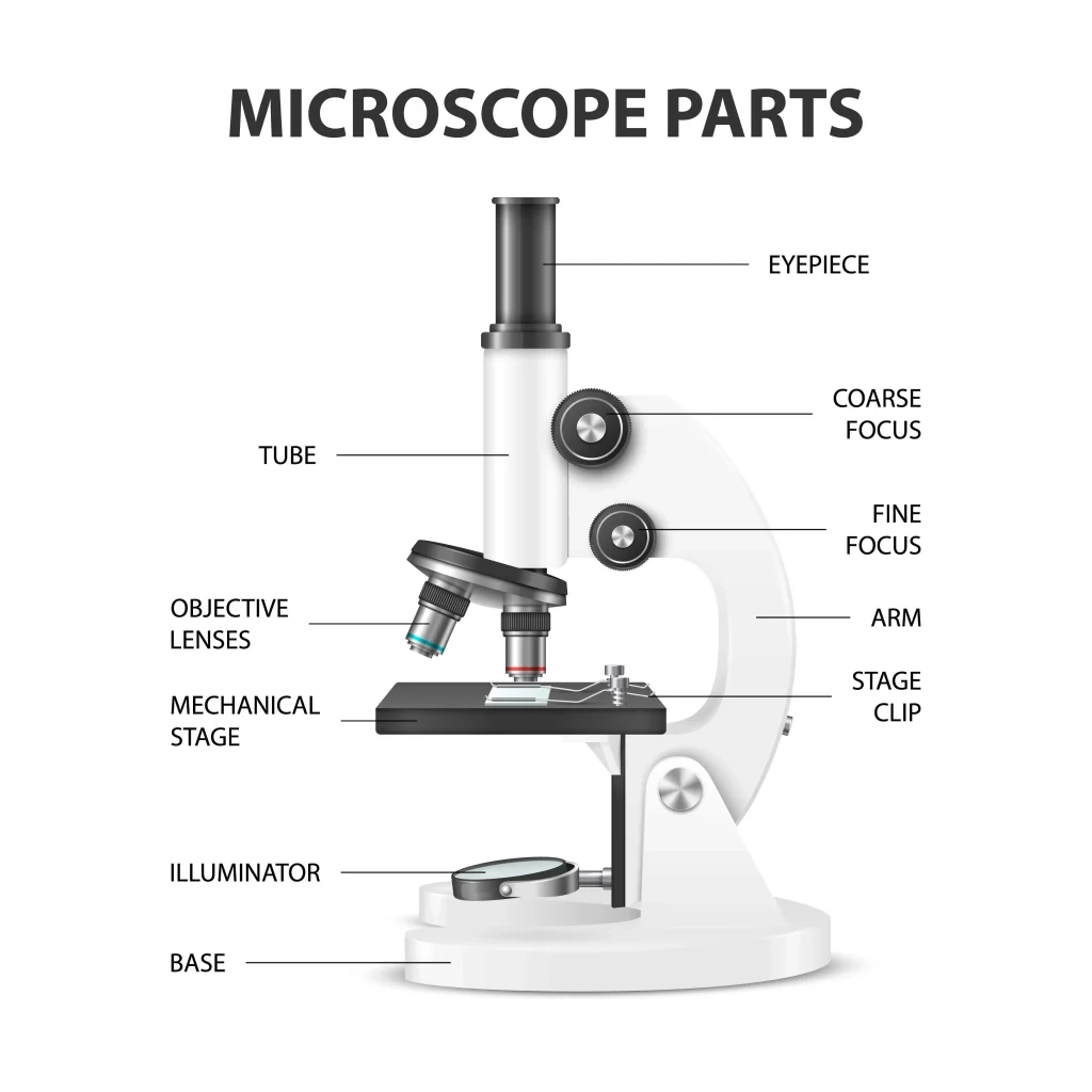 What Are Parts Of Microscope And Their Function BIOLOGY TEACH