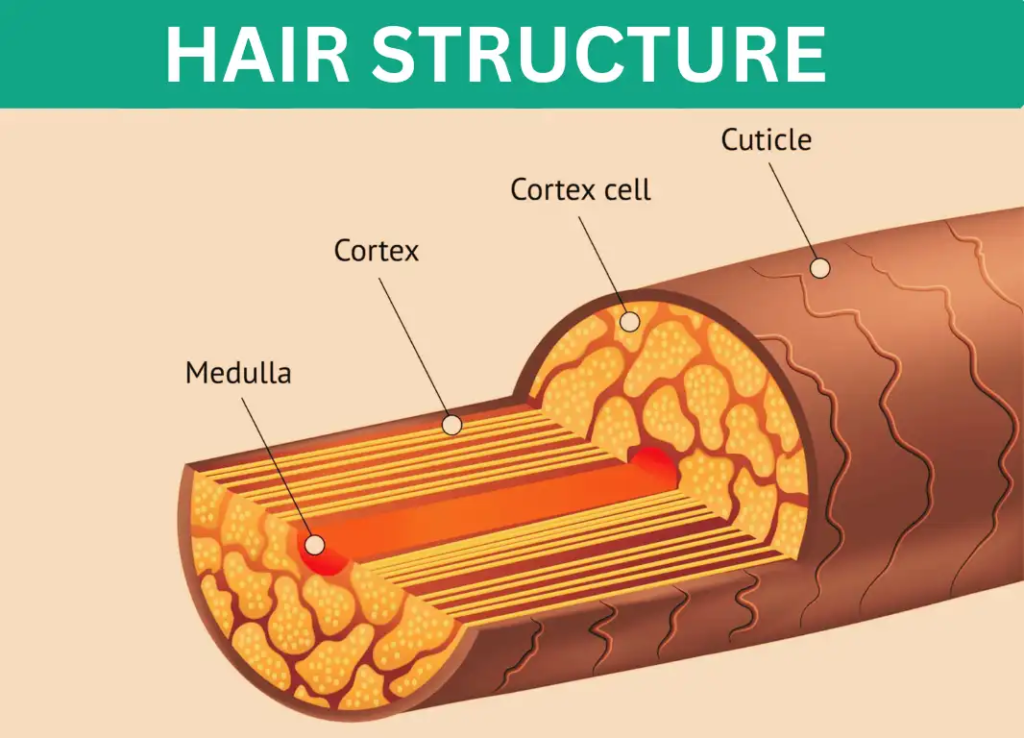 Layers of Hair Shaft - A Detailed Analysis