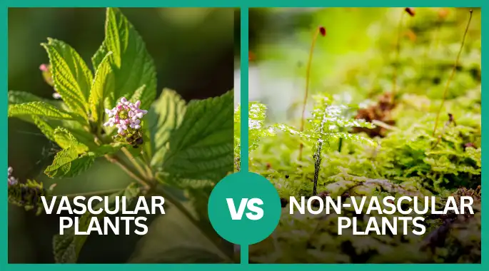 Difference Between Vascular and Nonvascular Plants