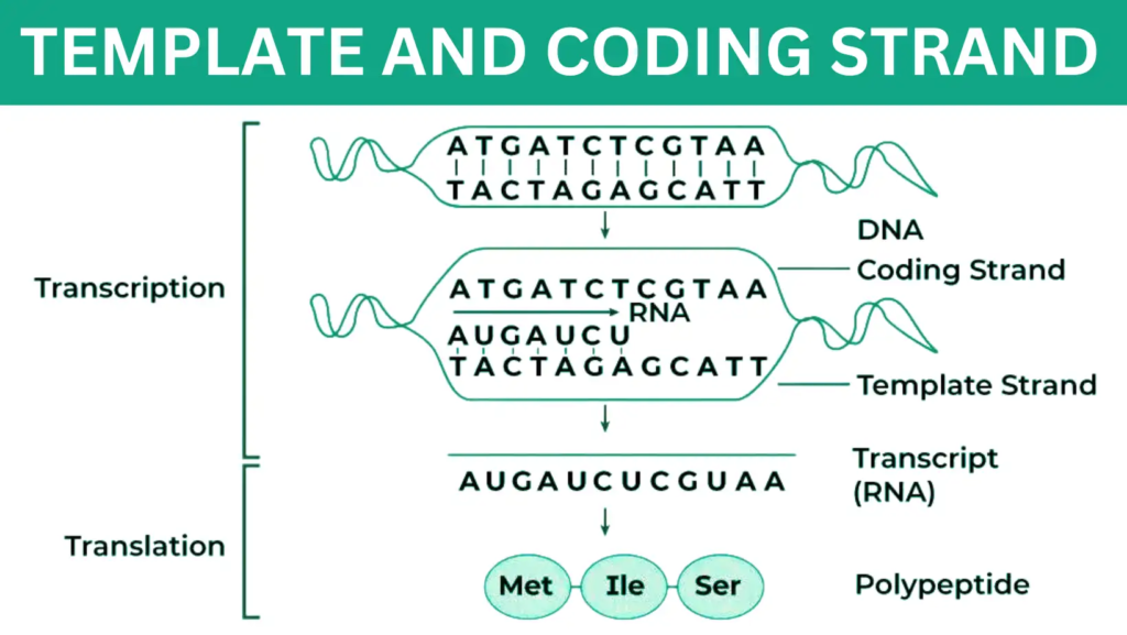 Template and Coding Strand