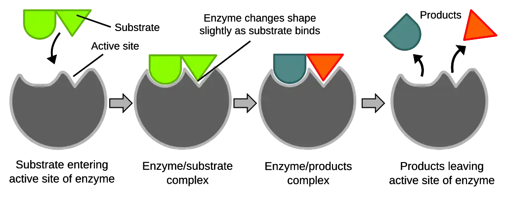 Lock and Key Model